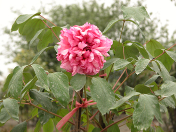 ĵ��Paeonia suffruticosa Andr.