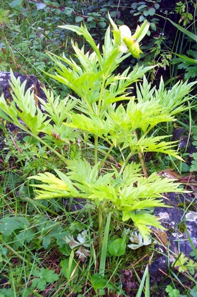 ��ҩPaeonia lactiflora Pall��