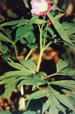 ������Paeonia veitchii Lynch