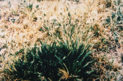 �½��ϲ�Arnebia euchroma (Royle) Johnst��