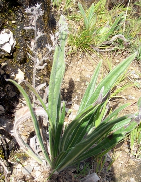 �ϲ�Lithospermum erythrorhizon Sieb��Et Zucc��