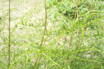 �ƻ���Artemisia annua L.
