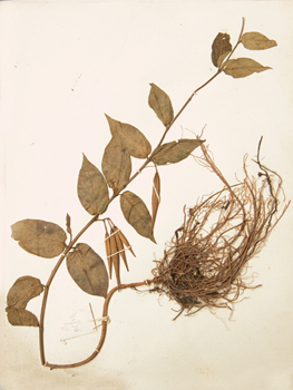 ������ޱCynanchum versicolor Bge��