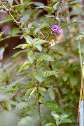 ���Lycium chinense Mill��