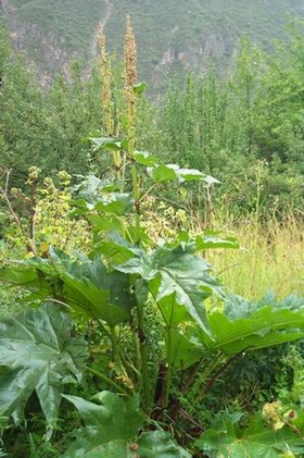 ��Ҷ���Rheum palmatum L.