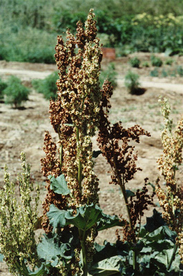 ҩ�ô��Rheum officinale Baill��