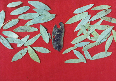 ��Ҷ��кCassia acutifolia Delile