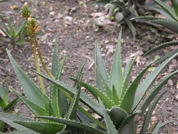 ������«��Aloe barbadensis Miller