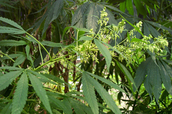����Cannabis sativa L��