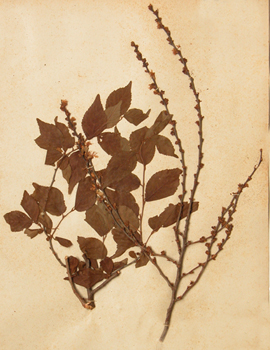 ����Prunus japonica Thunb��