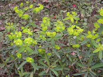 ����Euphorbia kansui T��N��Liou ex T.P.Wang