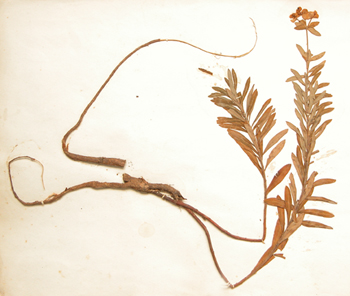 ���Euphorbia pekinensis Rupr.