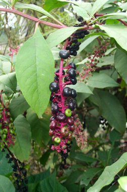 ������½Phytolacca americana L.