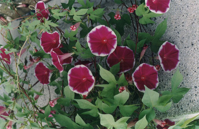 ��ҶǣţPharbitis nil (L��) Choisy