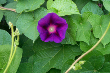 ԲҶǣţPharbitis purpurea (L��) Voigt