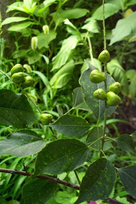 �Ͷ�Croton tiglium L.