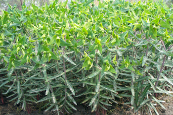 ������Euphorbia lathyris L.