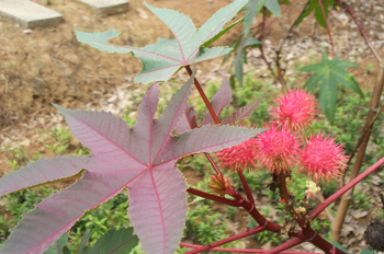 ����Ricinus communis L.