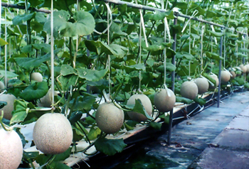 ���Cucumis melo L.