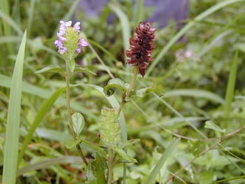 �Ŀݲ�Prunella vulgaris L.