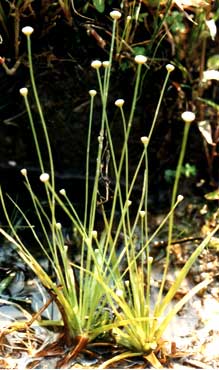 �Ⱦ���Eriocaulon buergerianum Koern.