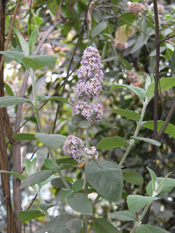 ���ɻ���Buddleja officinalis Maxim��