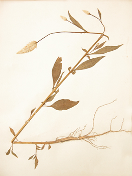 ����Celosia argentea L.