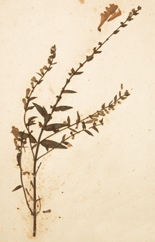 ����Scutellaria baicalensis Georgi