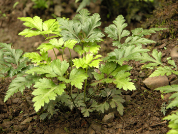 ����Coptis chinensis Franch.