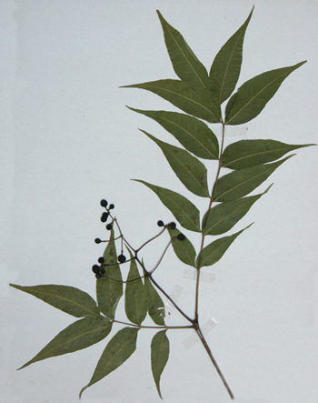 ����Phellodendron amurense Rupr.