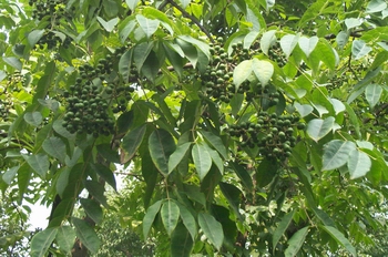 ��Ƥ��Phellodendron chinense Schneid��