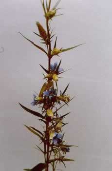 ����Gentiana scabra Bge.