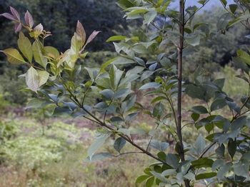 ����������Fraxinus rhynchophylla Hance.