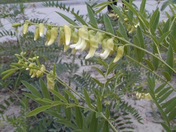 ���Radix Sophora f1avescentis
