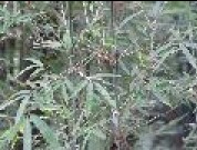 ����Pleioblastus amarus (Keng) Keng f.
