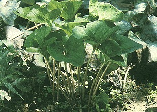 ��ϸ��Asarum heterotropoides Fr��Schmidt var��Mandshuricum (Maxim��)Kitag.