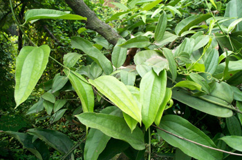 ��Ҷ����Smilax glabra Roxb��