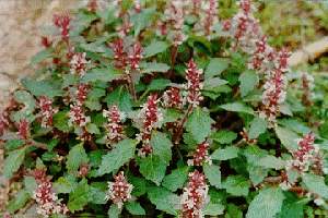 ��С��Ajuga decumbens Thunb.