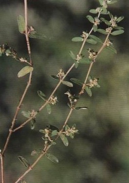 �ؽ�Euphorbia humifusa Willd��