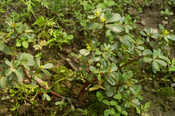 ������Portulaca oleracea L.