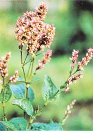 ޤ��Polygonum tinctorium Ait��