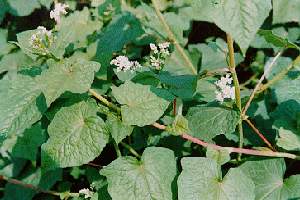 ������Fagopyrum dibotrys (D��Don) Hara