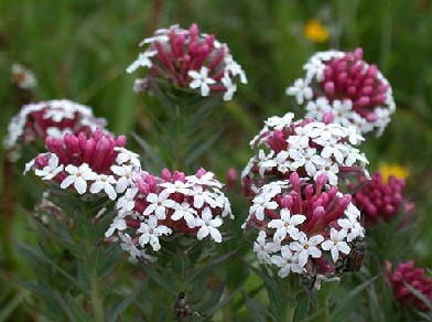 �����Ƕ�Stellera chamaejasme L.