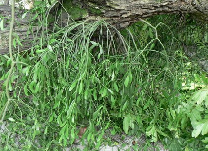 �μ���Viscum coloratum (Komar��) Nakai