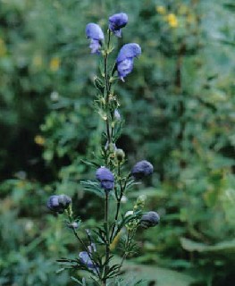 �̱���ͷAconitum brachypodum Diels