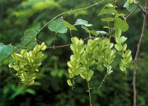 ��������Dioscorea nipponica Makino