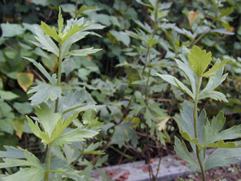 ��ͷAconitum carmichaeli Debx.