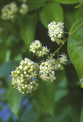 �׹���Tripterygium wilfordii HooK.f.