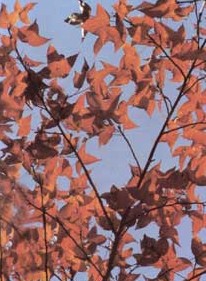 ������Liquidambar formosana Hance