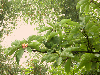 ����Magnolia officinalis Rehd��Et Wils��